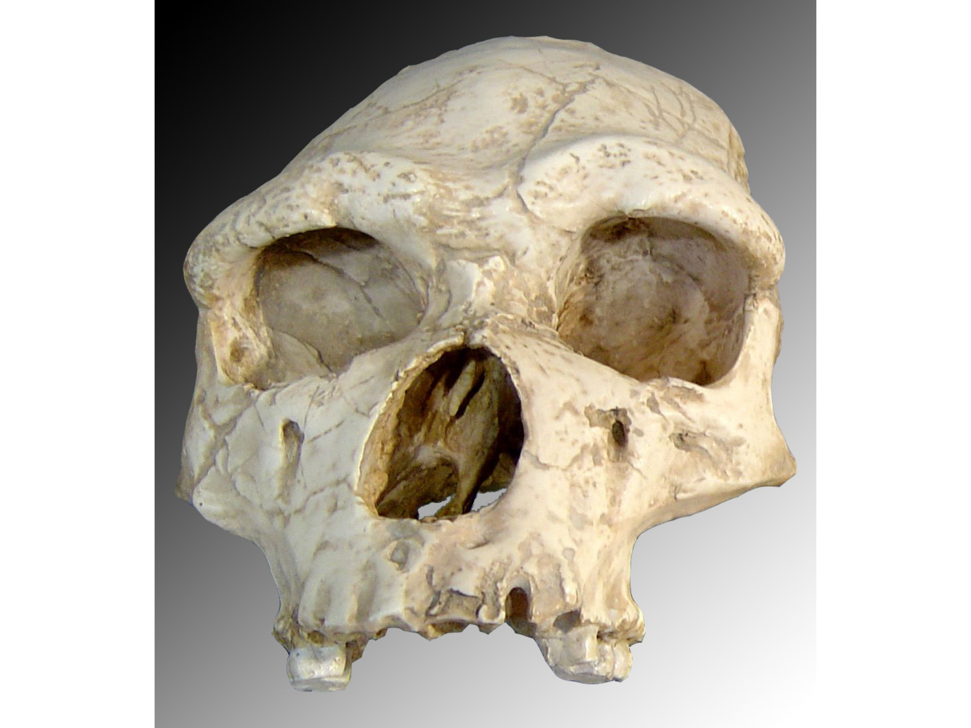 Le crâne de l'homme de Tautavel, découvert en 1971